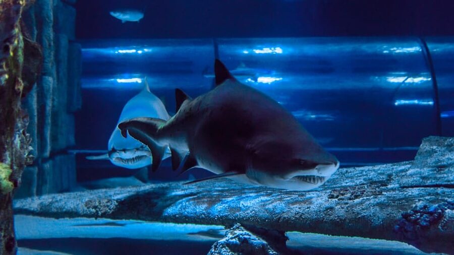 Antalya: Aquarium and Wax Museum Entry Ticket - XD Cinema: Extra Fun, Not Required