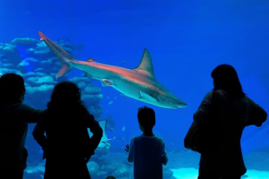Antalya: Aquarium and Wax Museum Entry Ticket - Wax Museum Time: Face 2 Face Celebrity Figures