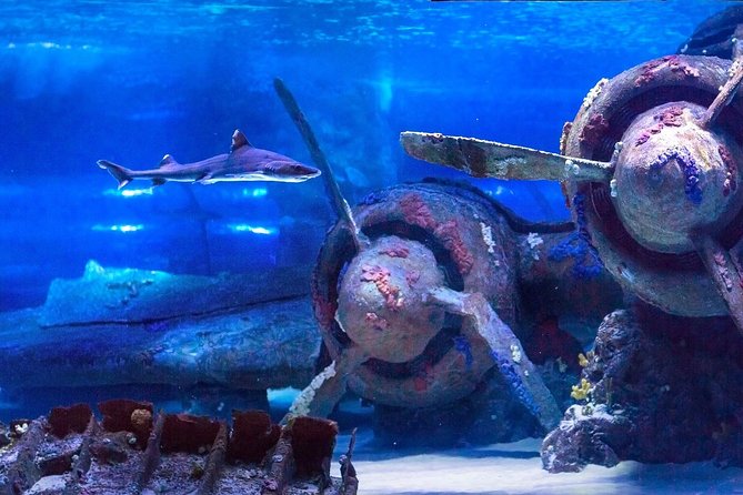 Antalya: Aquarium Ticket With Optional Transfer - Who this fits best (and who should consider alternatives)