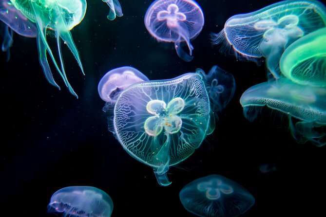 Antalya: Aquarium, Wax Museum & Combo Package Options - FAQ