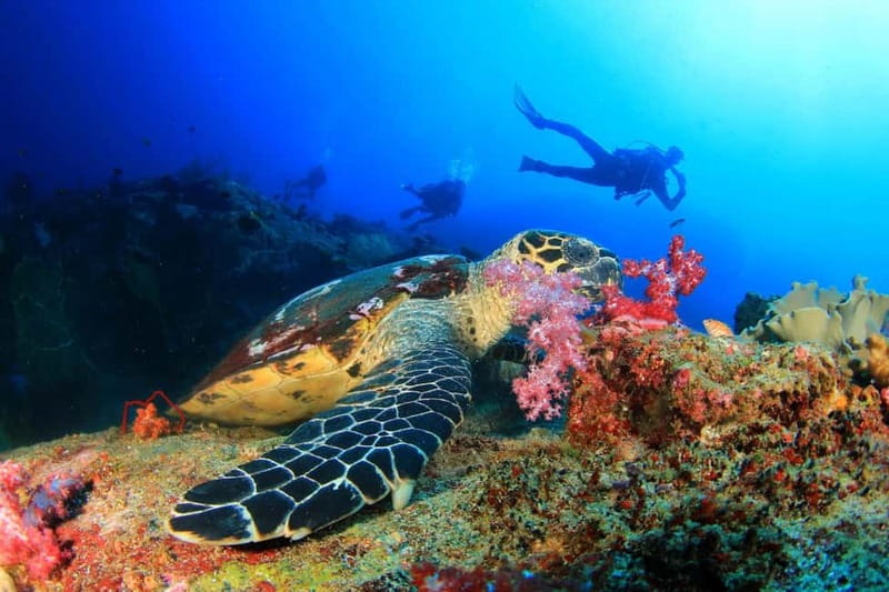 Antalya/Kemer: 2 Dives Scuba Diving Trip with Lunch - Key things to know before you go