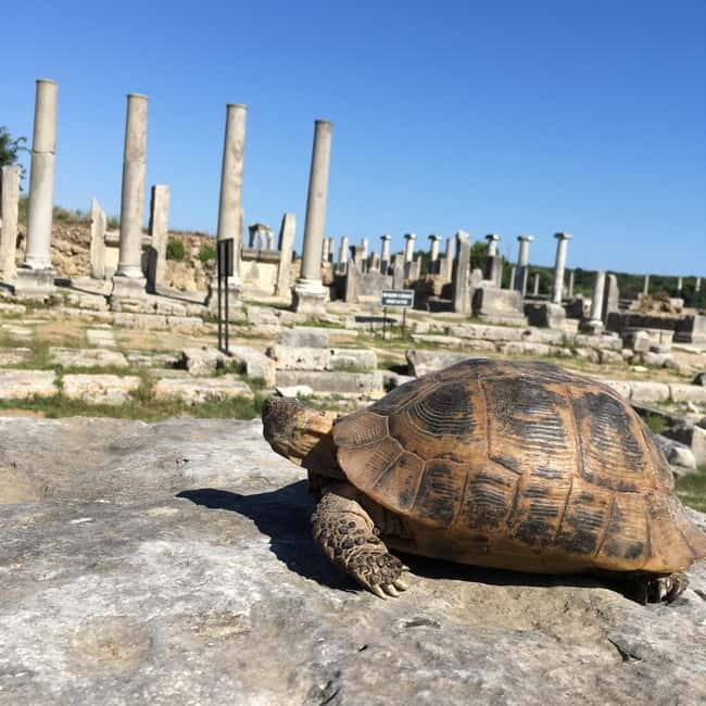 Antalya: Perge Ancient City Tour - Guide quality really changes how you experience Perge