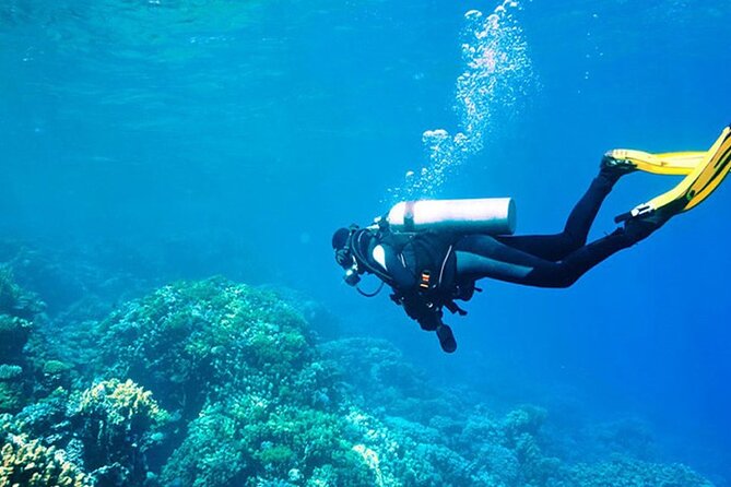 Antalya Scuba Diving With Transfer From Belek,Lara,Kemer Hotels - Two underwater sessions near Kemer: what you’re aiming to see