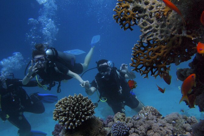 Belek Scuba Diving Experience (2 Dives) With Lunch - Hotel Pickup To Harbor: Your Day Starts Smoothly