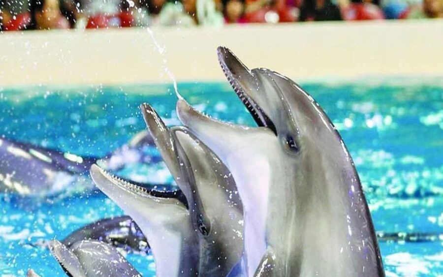 From Belek: Dolphin Show with Transfers - Key things I’d plan around