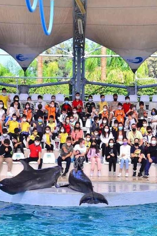 From Belek: Dolphin Show with Transfers - Dolphin Show Basics from Belek in Antalya Province