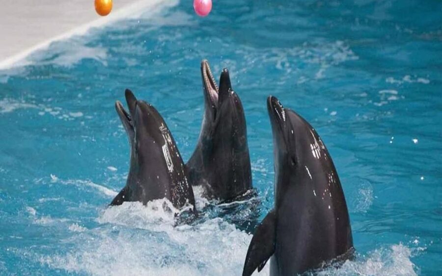 From Belek: Dolphin Show with Transfers - Practical Tips So You Enjoy the Show More