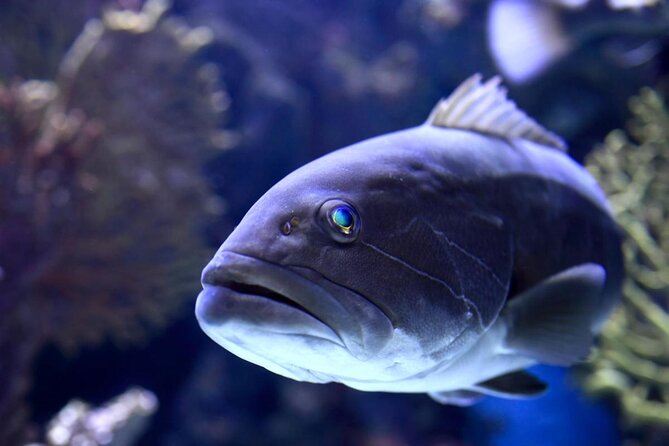 Half Day Antalya Aquarium Tour And Wax Museum - Key Things You’ll Notice on This Antalya Aquarium + Wax Tour