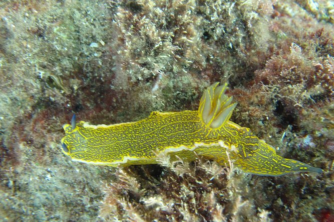 Side: Scuba Diving Under Water Museum - Safety and Medical Notes: Who Should Think Twice