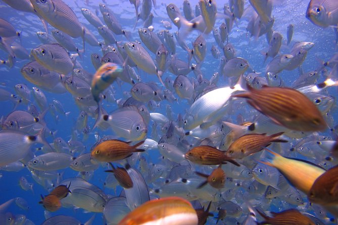 Side: Scuba Diving Under Water Museum - What’s Not Included: Photos, DVD, and Drinks